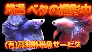 ベタのライブ　2024年12月21日　#タイ産ベタ　#HM BETTA　#高知熱帯魚サービス