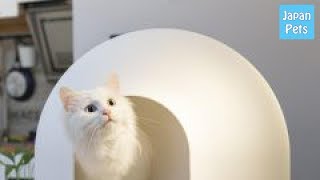 猫がトイレ以外で粗相してしまう！病気が原因？しつけても治らない？ - Japan Pets