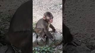 【高崎山】とーっても待ってほしい子猿のかわいいひとコマ🐒 #cutemonkey #monkey #monkeybaby #cutemonkybaby#shorts