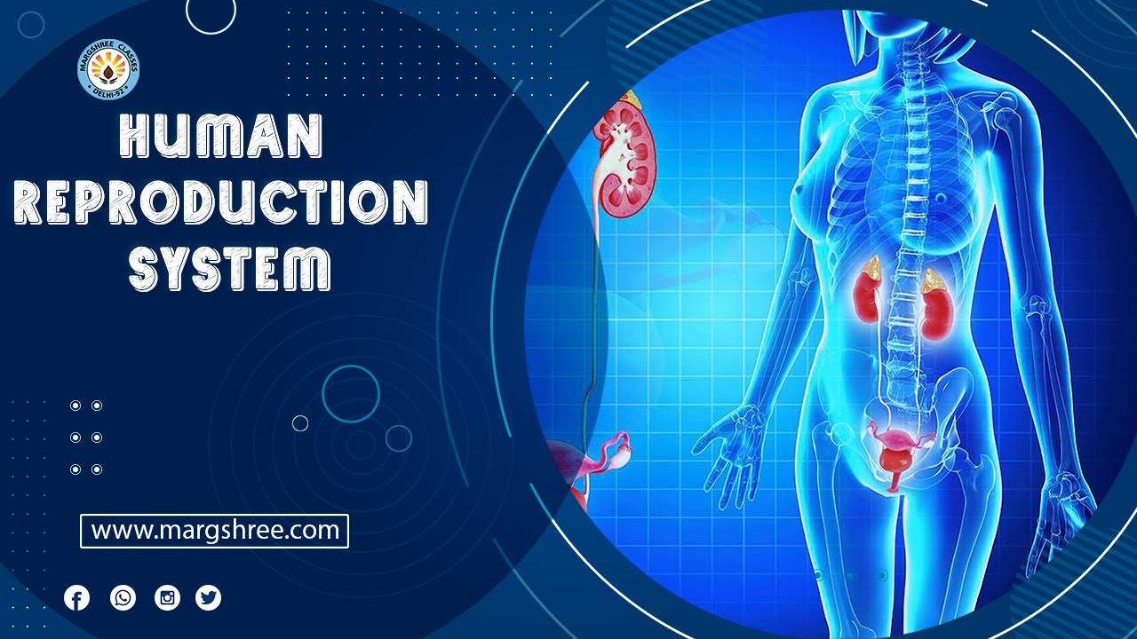 Male And Female Reproductive System || Human Reproduction System - YouTube