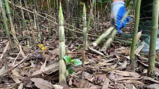 每天来拔笋子都拔不完，已经连续拔了20多天了，越拔长越多