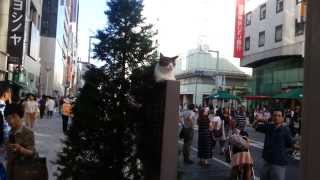 銀座4丁目の猫