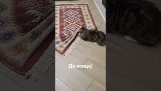 #кошка #люся #смешныеживотные #funny #funnyvideo #funnyshorts