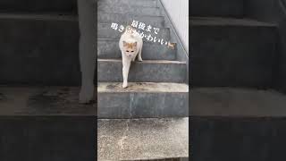 いつもみかけたら来てくれる、かわいいニャンコ🐈のらねこ 野良猫 ねこ動画 cats catsoftiktok