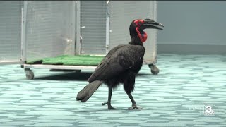 Zach at the Zoo: Meet the Southern Ground Hornbill