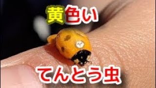 黄色いてんとう虫　Yellow ladybug