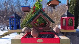 Bird watching at active bird feeder