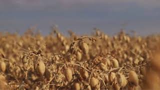 Chickpea Harvest