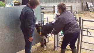 Calf research successfully applied on farm- Gill Dickson, National Calf Specialist, Wynnstay