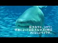 シロワニのいる巨大水槽　海の中道マリンワールド