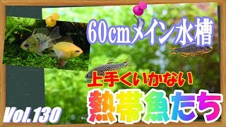 【60cmメイン水槽】減った熱帯魚を追加します！！#130