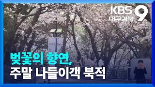 벚꽃의 향연, 주말 나들이객 북적 / KBS  2023.03.25.