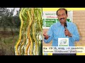 வியாபார ரீதியாக பயிரிட சிறந்த மரங்கள் the best trees to grow commercially