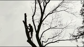 Massive tree removed from Oakwood Cemetery