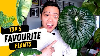 TOP 5 FAVOURTE PLANTS 💚| JANUARY 2022 | Philodendron Plowmanii, Hoya Sunrise, Alocasia, \u0026 MORE  😀