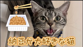 猫に納豆を食べさせたら大興奮だった件