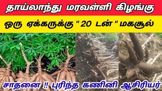 🌱தாய்லாந்து மரவள்ளி கிழங்கு விவசாயம் செய்யும் முறை 🌱 | Thailand maravalli kilangu | Tapioca | Tamil