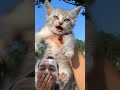 Kucing Kalian Bisa Tertawa Begini? #videolucu #videoviral #kucinglucu #shorts