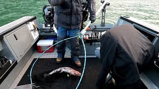 Drano Lake Springer Fishing 2021