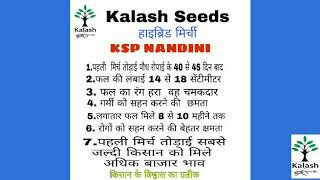 Hybrid Chilli kalash seeds KSP NANDINI