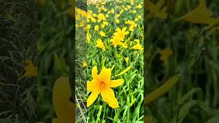 Golden needle flowers | Chunghwa city Taiwan |bloom from July-September #shorts #reels #nature