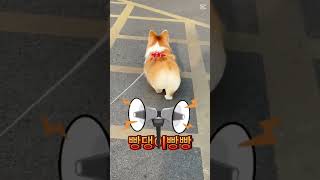 웰시코기의 궁디 댄스 타임! 흥이 폭발했다! 🐾🍑