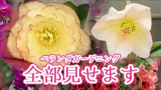 【PLANT TOUR】ベランダガーデニングの植物、全て紹介します｜クリスマスローズ｜ビオラ寄せ植え｜バラ｜クレマチス【2023 Spring】