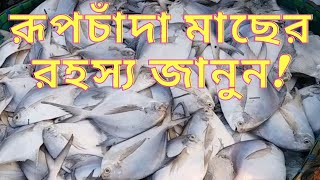 রূপচাঁদা মাছ - রহস্য ও দাম জানুন - Pomfret Fish - Fish in Bangladesh