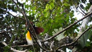 Lesser Bird-of-Paradise display