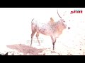 alagumalai jallikattu 2025 live stream