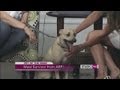 studio10: Survivor needs a loving home, ARF rescue dog