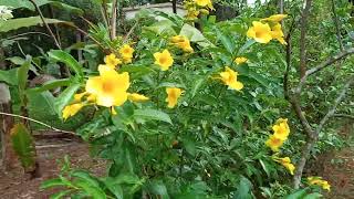 Golden Trumpet - Allamanda Cathartica - Plant \u0026 Flowers