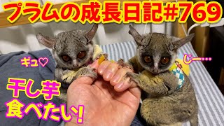 【ステイホームで干し芋が食べたいプラム＆ぱんじろう】Bushbaby Plum's Growth Diary ショウガラゴ プラムの成長日記 769