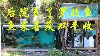 后院养了罗非鱼，鱼菜喜获双丰收 Raising tilapia in my backyard