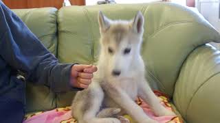 シベリアンハスキーのシルバーのオスの子犬 静岡県浜松市のブリーダー 10月21日生 1月7日現在