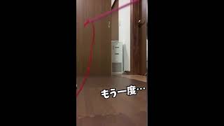 大好きなおもちゃに突っ込んでくる猫 #Shorts