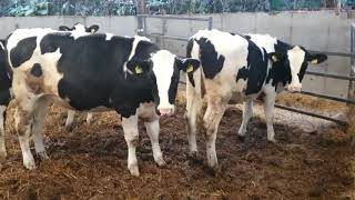 10 German Pedigree Holstein heifers