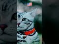 american cute cat 🐱