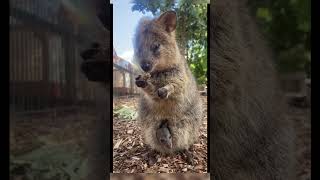 The world's HAPPIEST animal: The Quokka