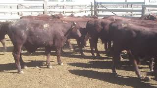 48 BENDIGO SANTA BULL WEANERS. HGP FREE - AV 256.7KG CURFEWED