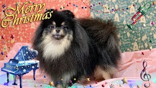 寂しいクリスマスとポメラニアン犬【はなポメ#558】