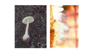 What are mold spores?