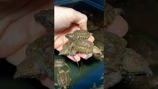 Hatchling Alligator Snapping Turtle SURPRISE!!