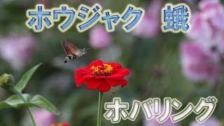 ホウジャク　ホバリング　蛾　ガ　ハチドリじゃ無いよ。