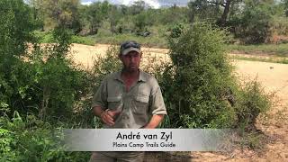 Plains Camp, home of Rhino Walking Safaris | Lioness encounter with André van Zyl