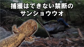 関東が誇る名山に棲む禁断の両生類「ツクバハコネサンショウウオ」