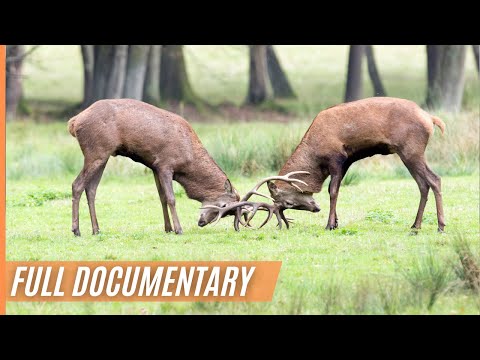 Where do deer live in North America?