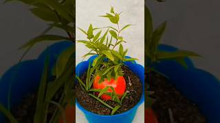 ডালিম গাছের চারা তৈরি//how to plant a pomegranate tree #shorts