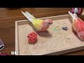 【アキクサインコ】可愛いお顔が豹変⁉️ボールで遊ぶと性格が変わるアキクサインコ🐥🏀