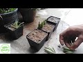 3 ways to grow kalanchoe daigremontiana mother of thousands